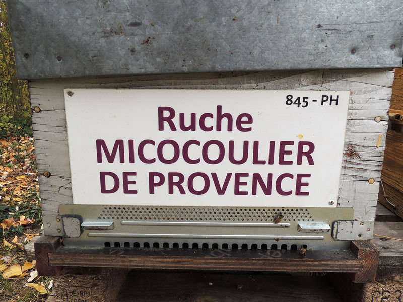 La ruche Micocoulier de provence