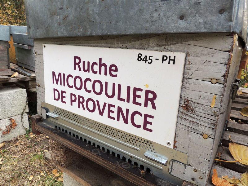 La ruche Micocoulier de provence