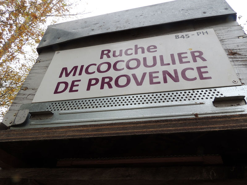 La ruche Micocoulier de provence