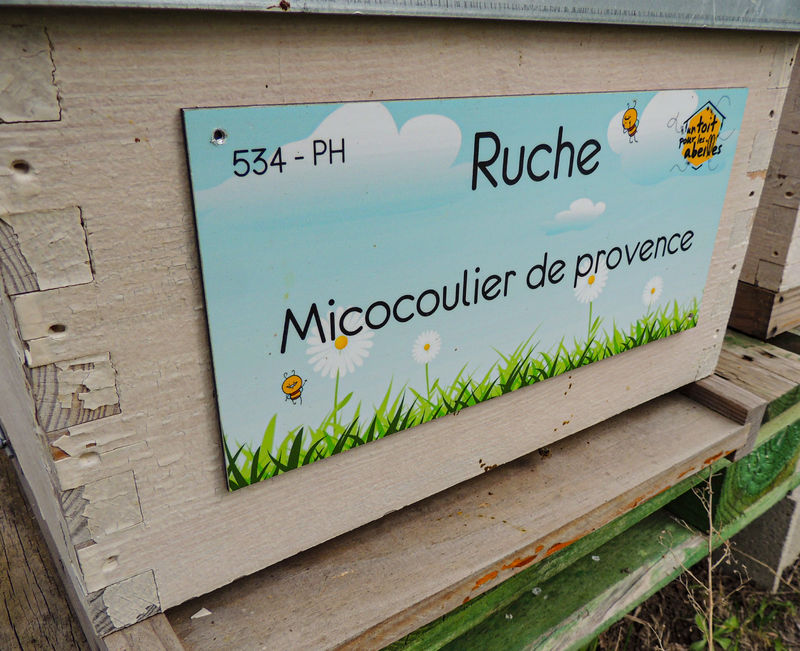 La ruche Micocoulier de provence