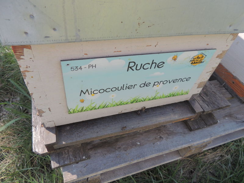 La ruche Micocoulier de provence