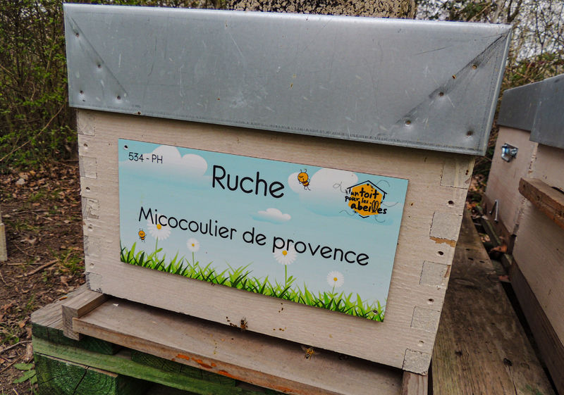 La ruche Micocoulier de provence