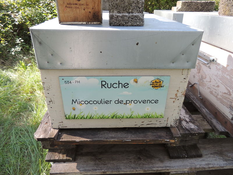La ruche Micocoulier de provence