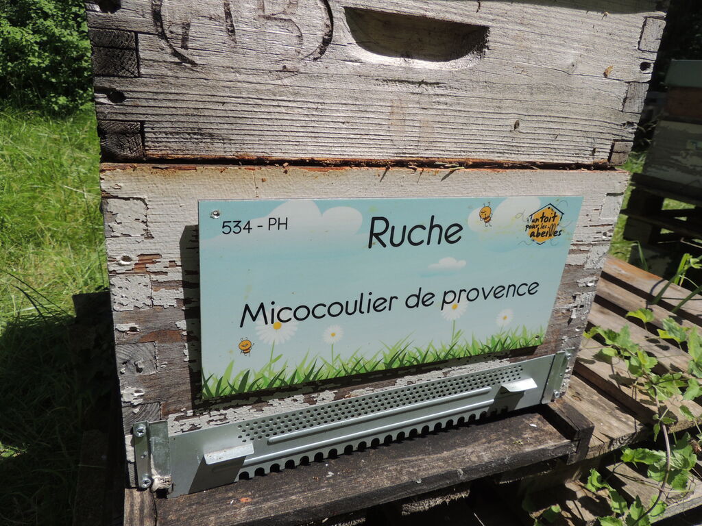 La ruche Micocoulier de provence