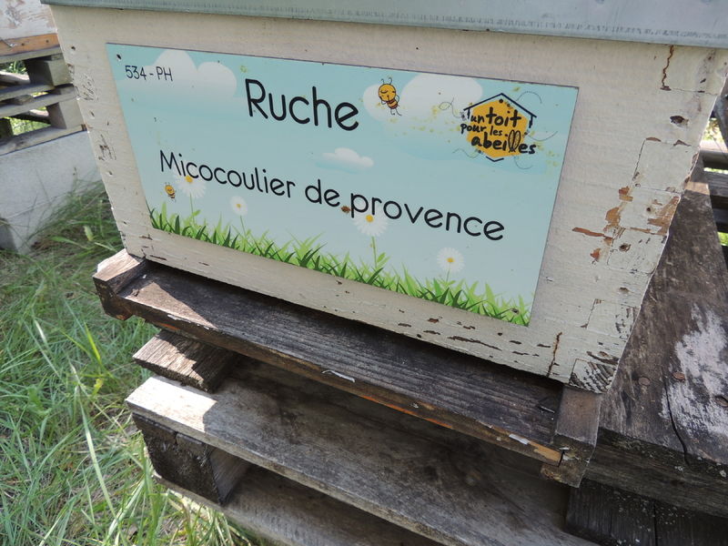 La ruche Micocoulier de provence