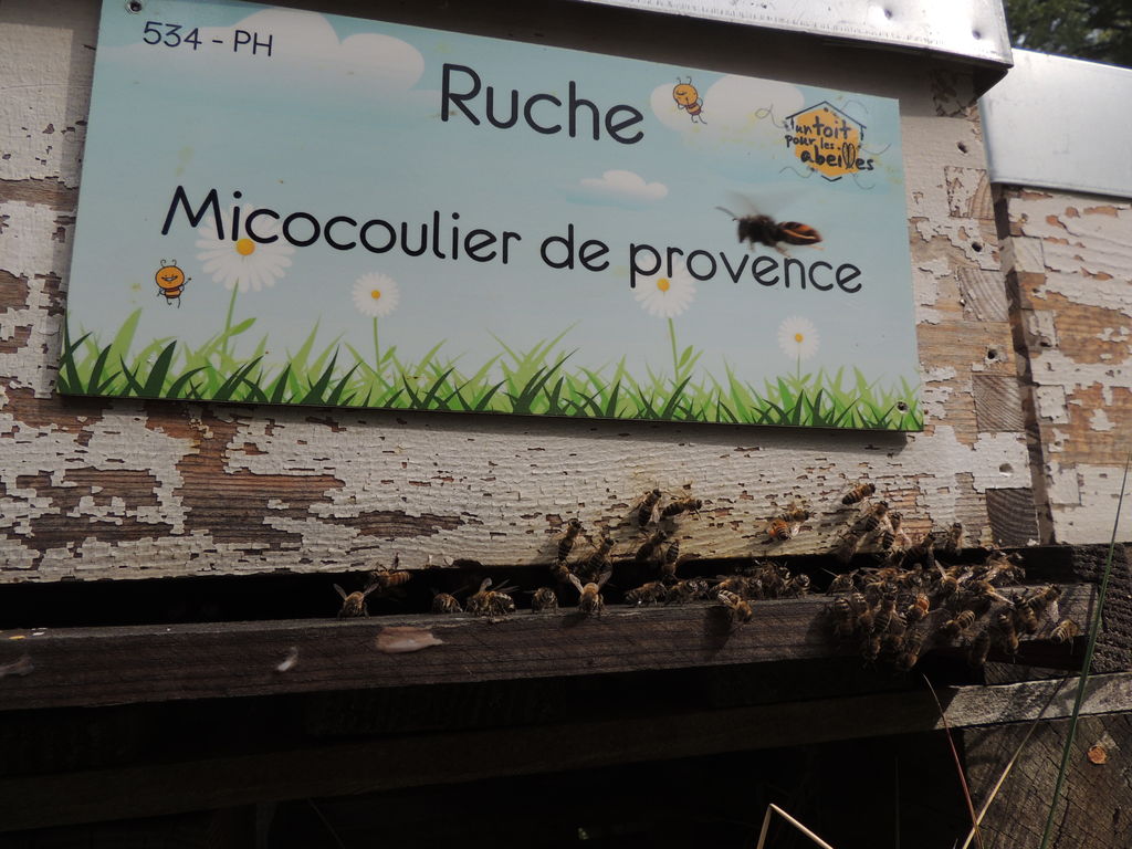 La ruche Micocoulier de provence