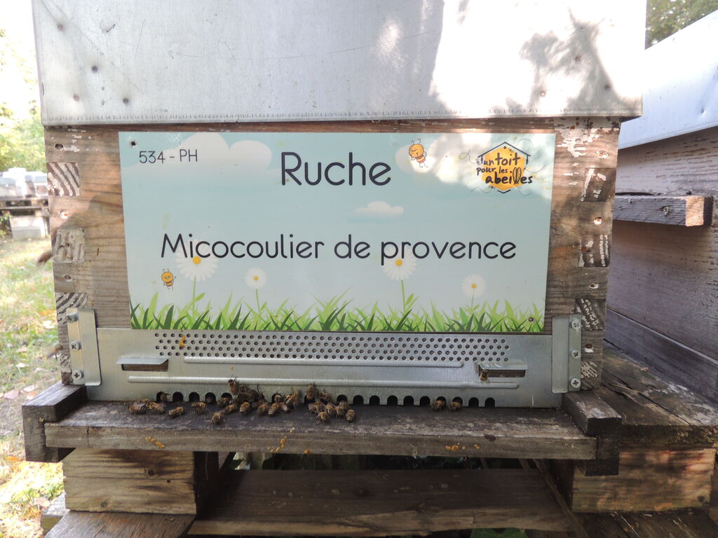 La ruche Micocoulier de provence