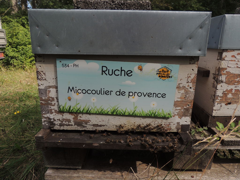 La ruche Micocoulier de provence