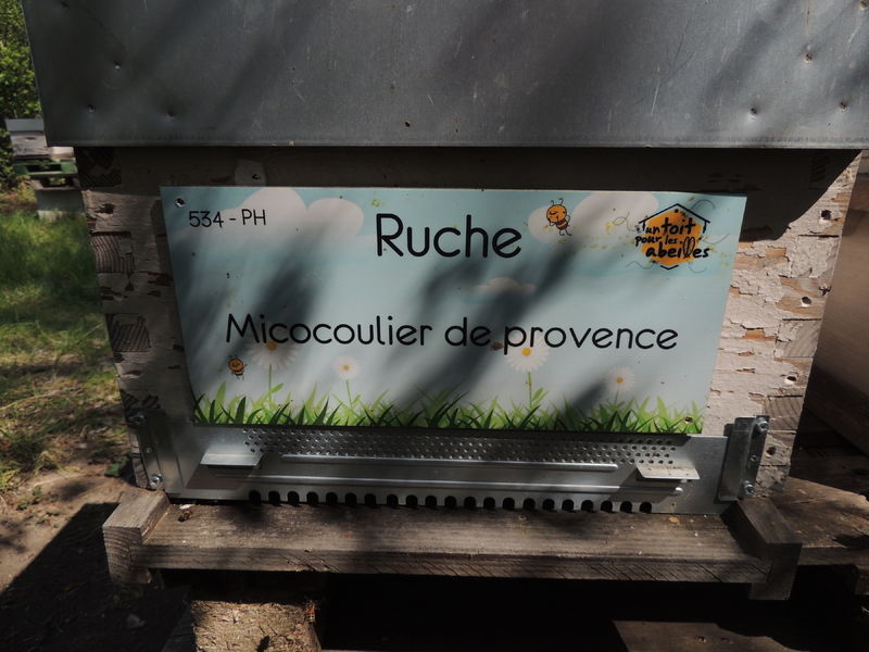 La ruche Micocoulier de provence
