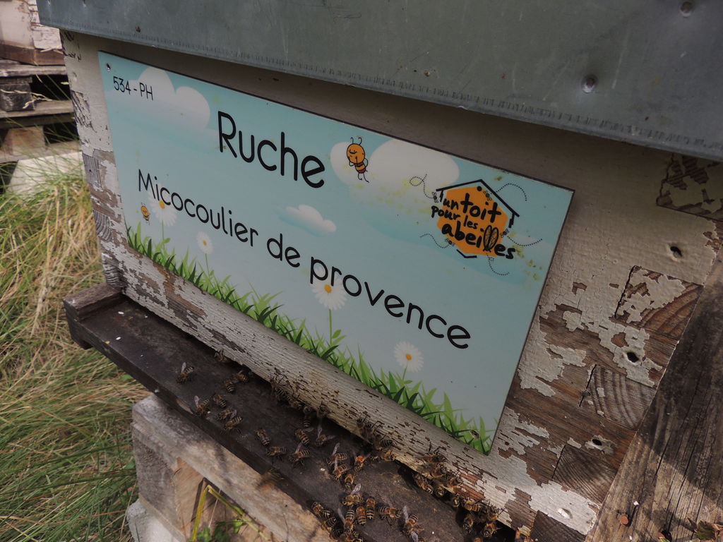 La ruche Micocoulier de provence