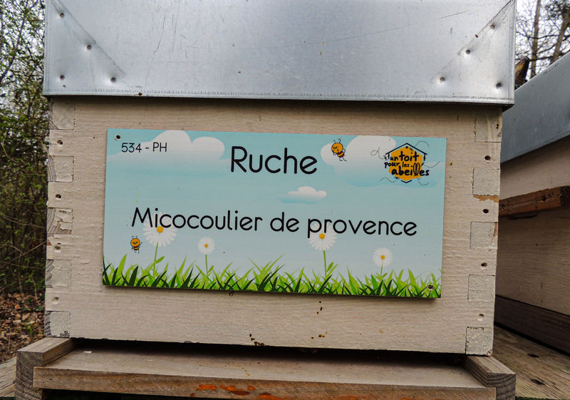La ruche Micocoulier de provence