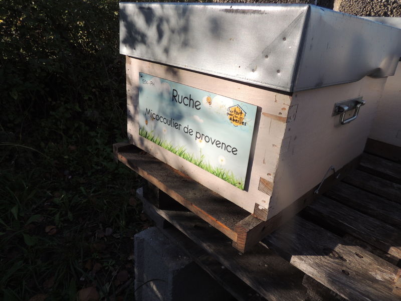 La ruche Micocoulier de provence