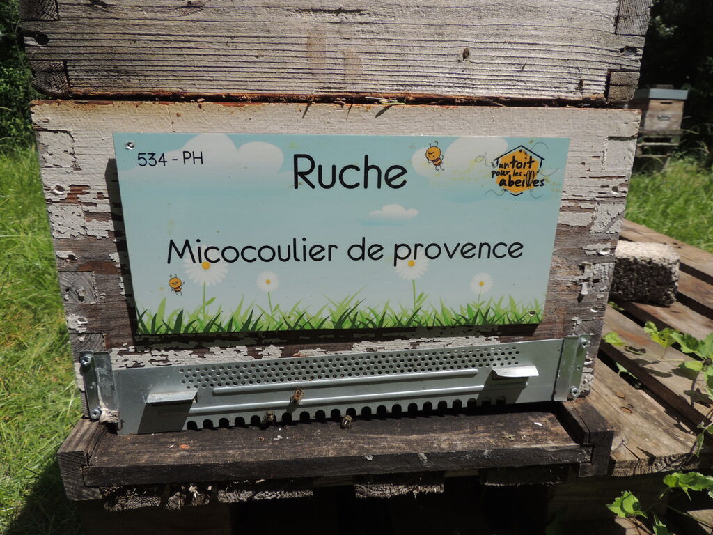 La ruche Micocoulier de provence