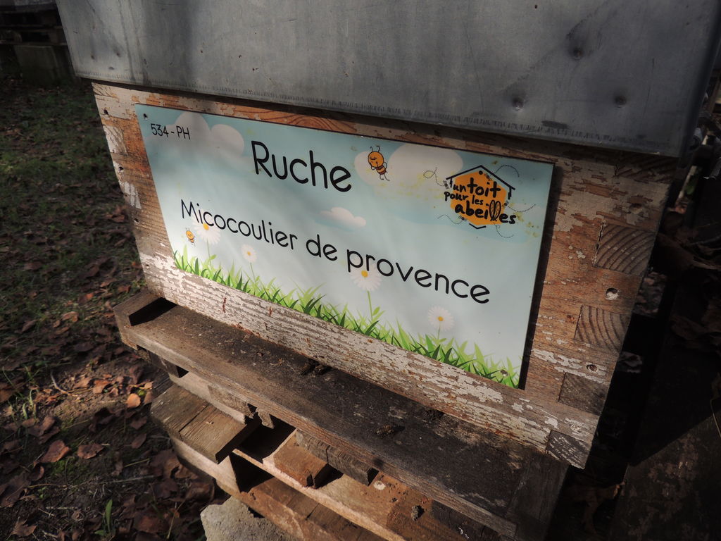 La ruche Micocoulier de provence