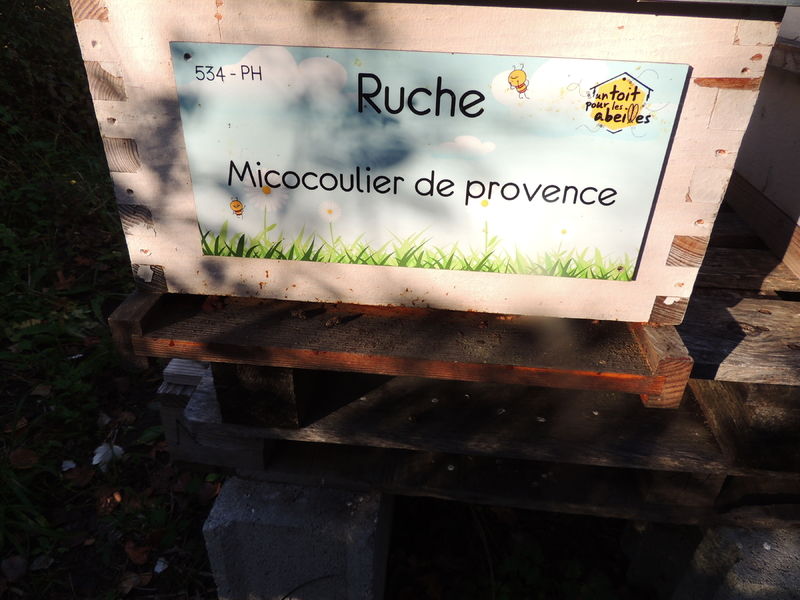 La ruche Micocoulier de provence