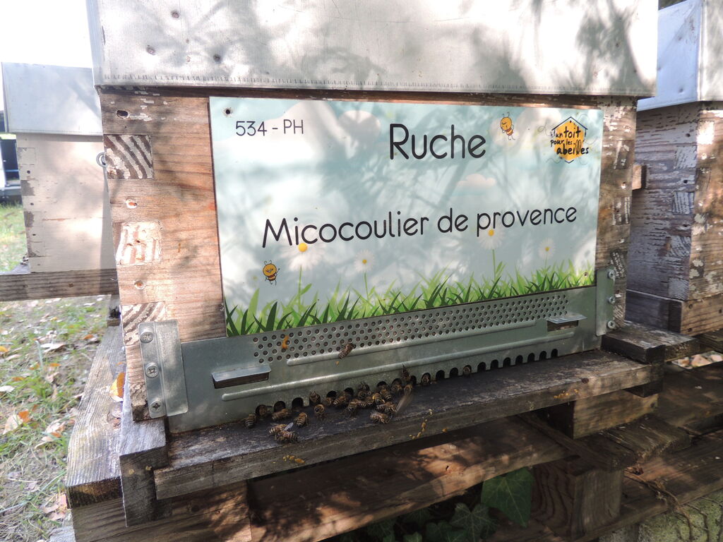 La ruche Micocoulier de provence
