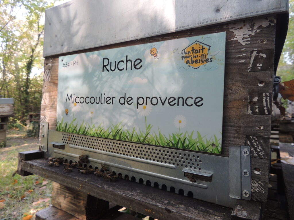 La ruche Micocoulier de provence