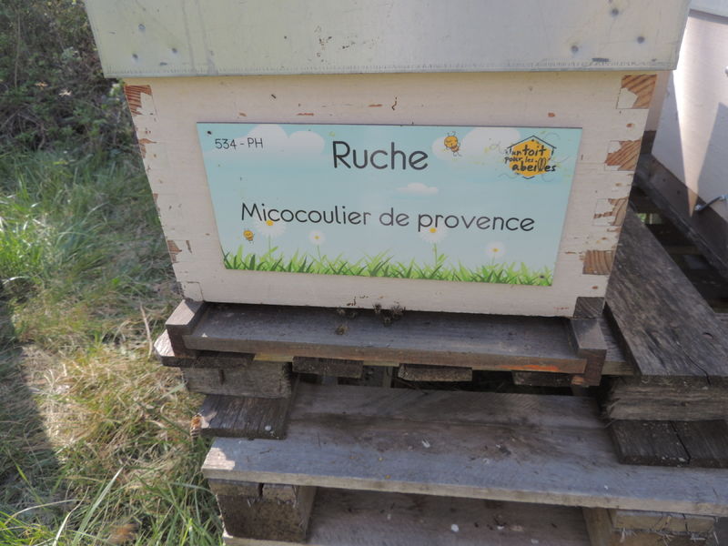 La ruche Micocoulier de provence