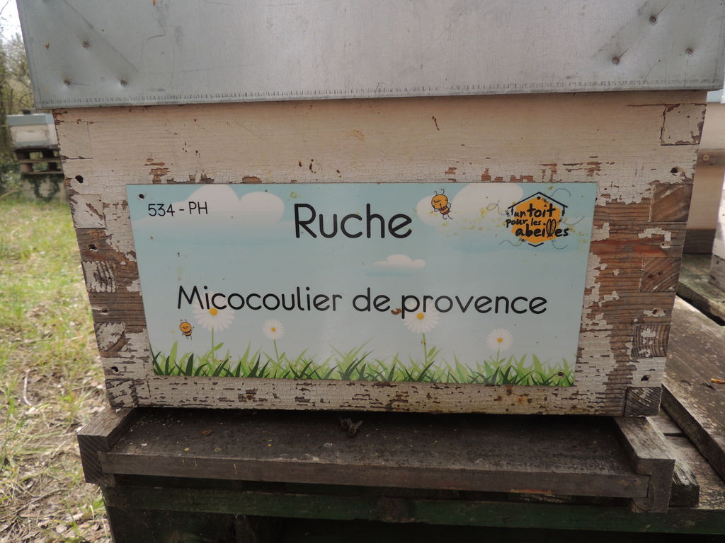 La ruche Micocoulier de provence