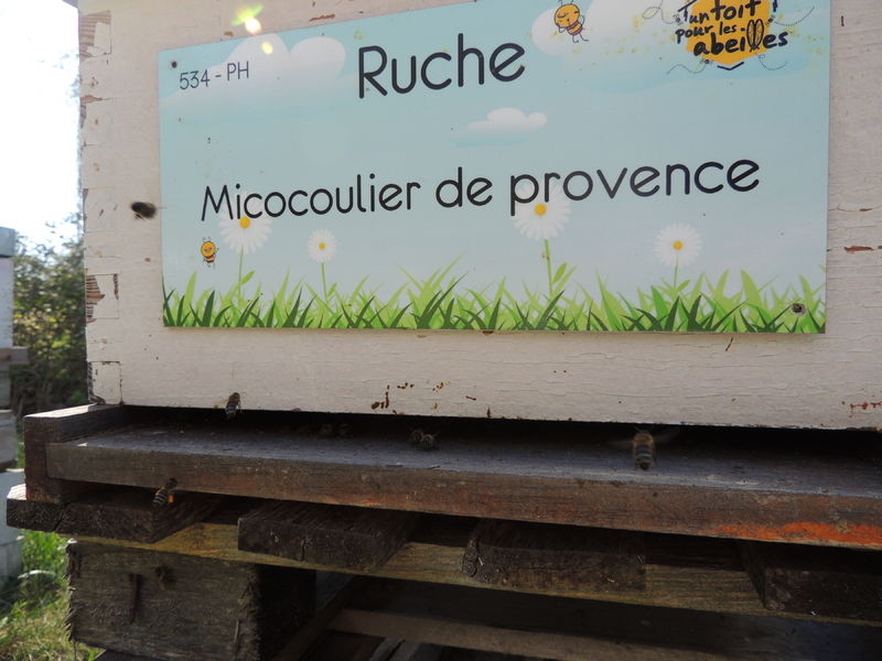 La ruche Micocoulier de provence
