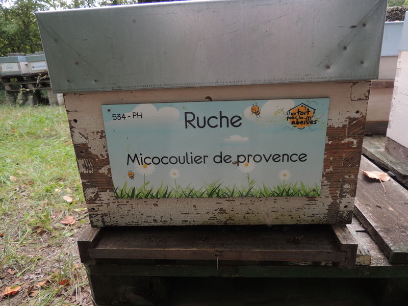 La ruche Micocoulier de provence