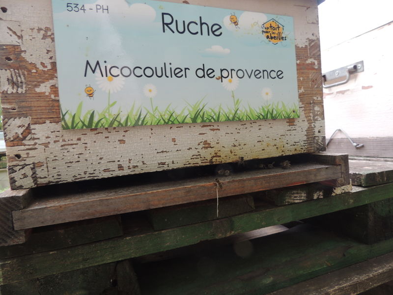 La ruche Micocoulier de provence