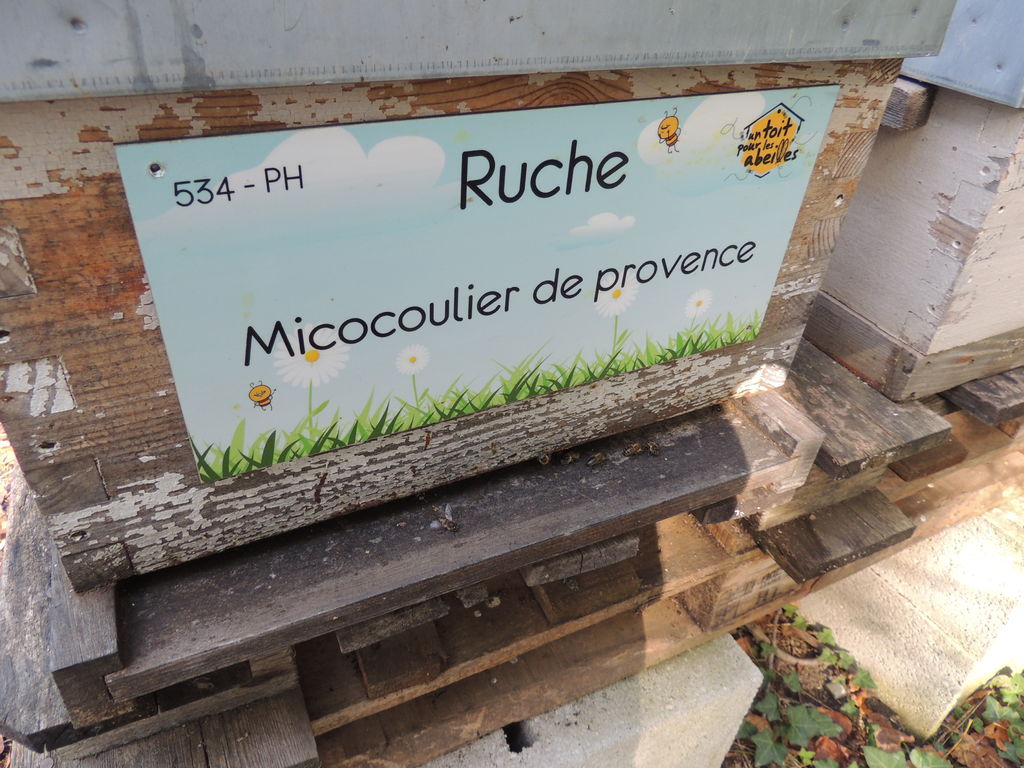 La ruche Micocoulier de provence
