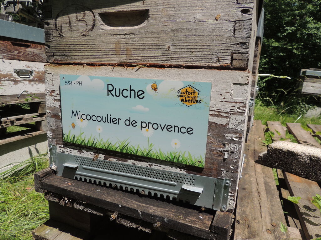 La ruche Micocoulier de provence