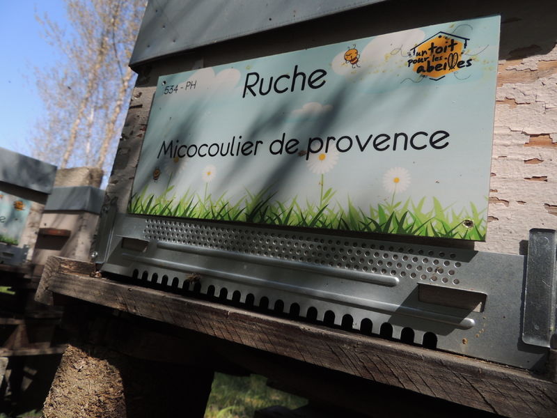 La ruche Micocoulier de provence