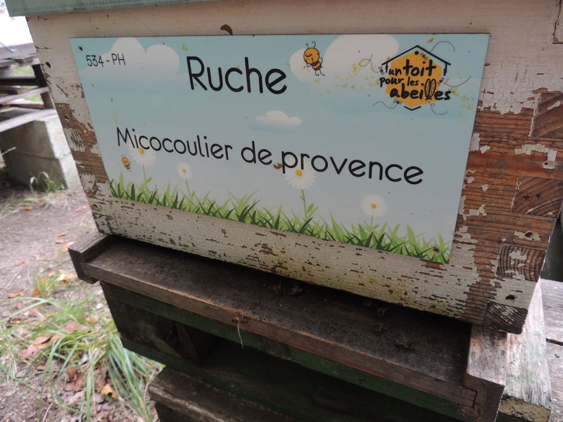 La ruche Micocoulier de provence