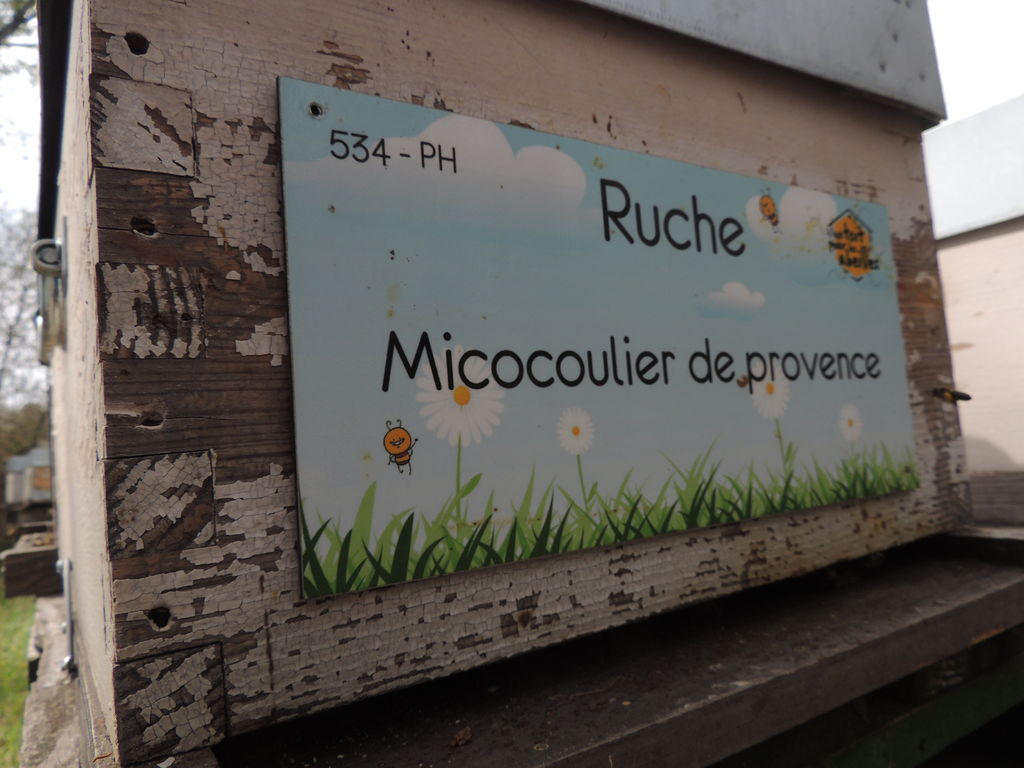 La ruche Micocoulier de provence