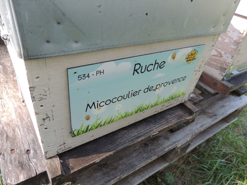 La ruche Micocoulier de provence