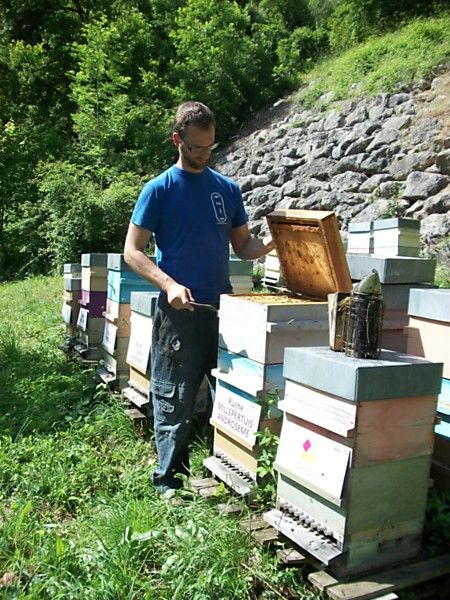 La ruche Millepertuis androseme