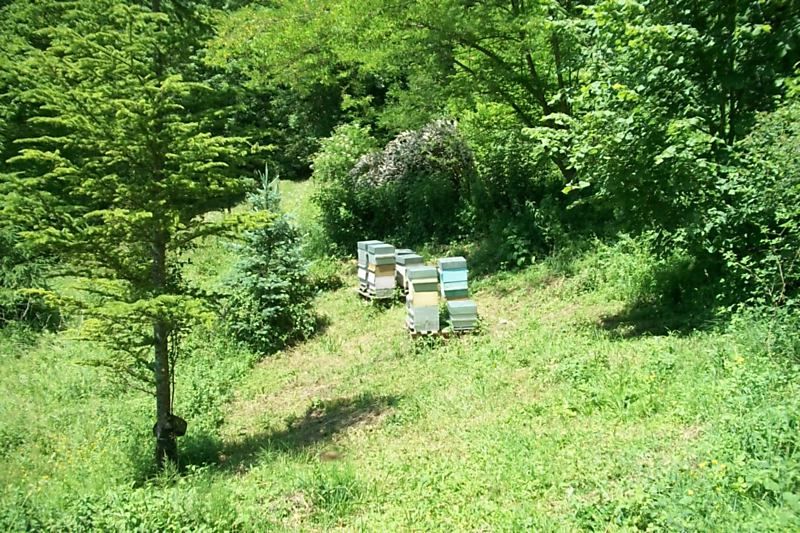 La ruche Millepertuis androseme