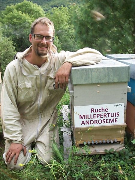 La ruche Millepertuis androseme