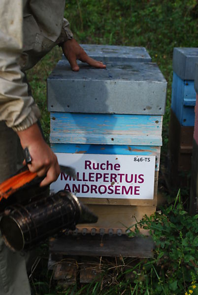 La ruche Millepertuis androseme
