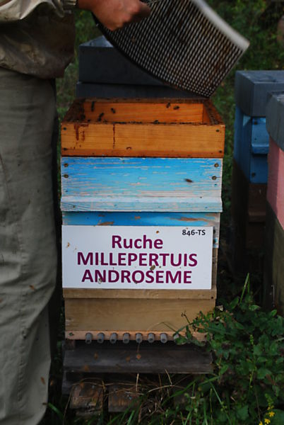 La ruche Millepertuis androseme