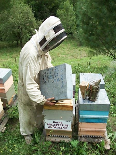 La ruche Millepertuis androseme