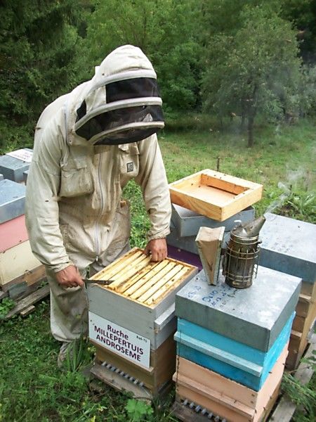 La ruche Millepertuis androseme