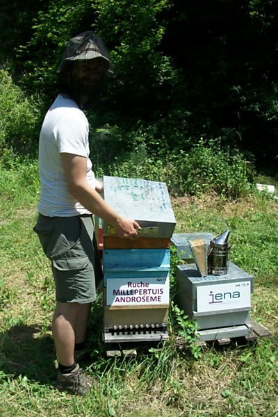 La ruche Millepertuis androseme