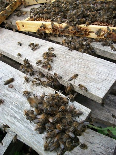 La ruche Millepertuis androseme