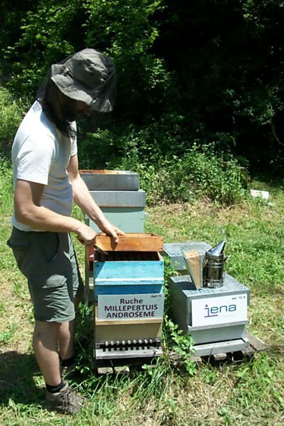 La ruche Millepertuis androseme