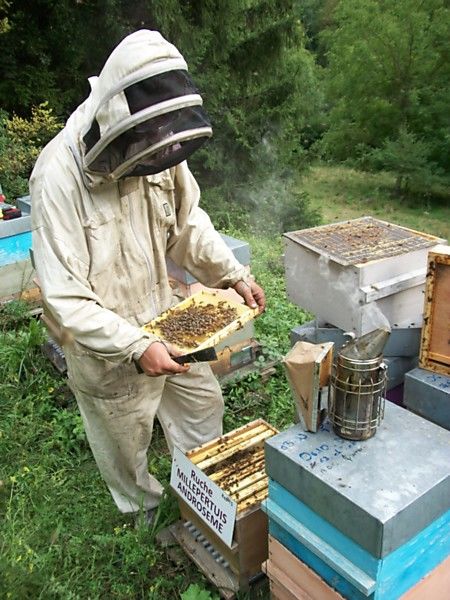 La ruche Millepertuis androseme