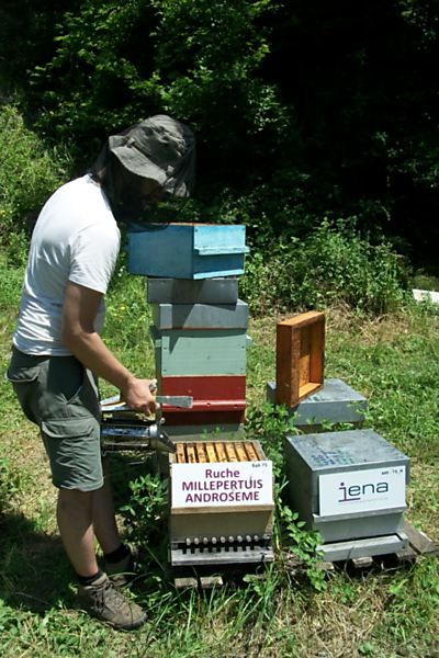 La ruche Millepertuis androseme