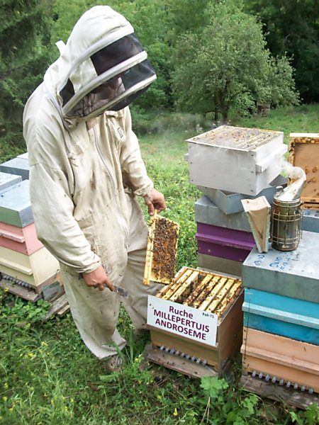 La ruche Millepertuis androseme