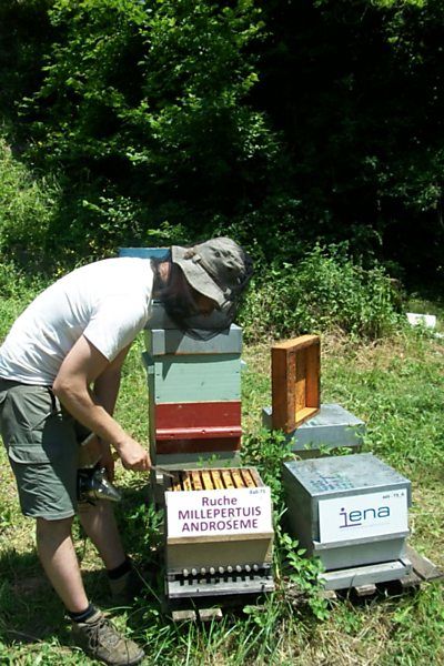 La ruche Millepertuis androseme