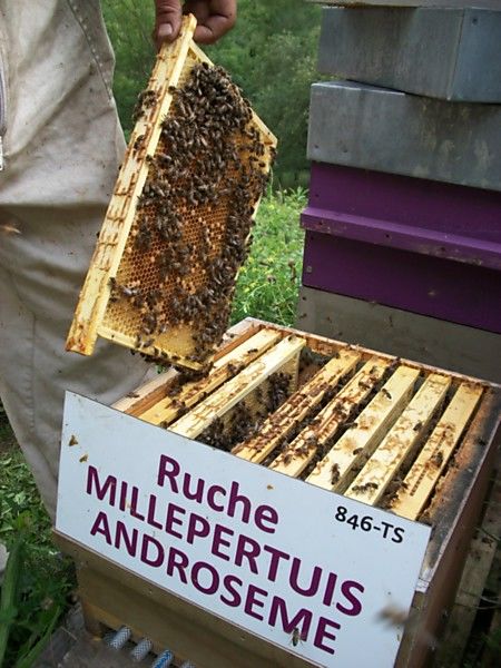 La ruche Millepertuis androseme