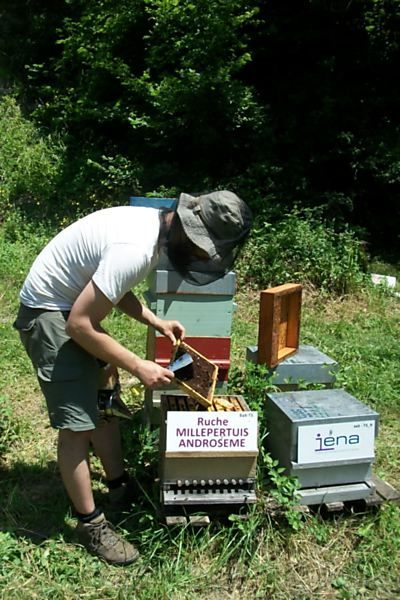La ruche Millepertuis androseme