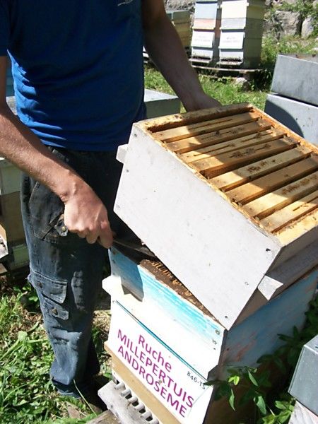 La ruche Millepertuis androseme