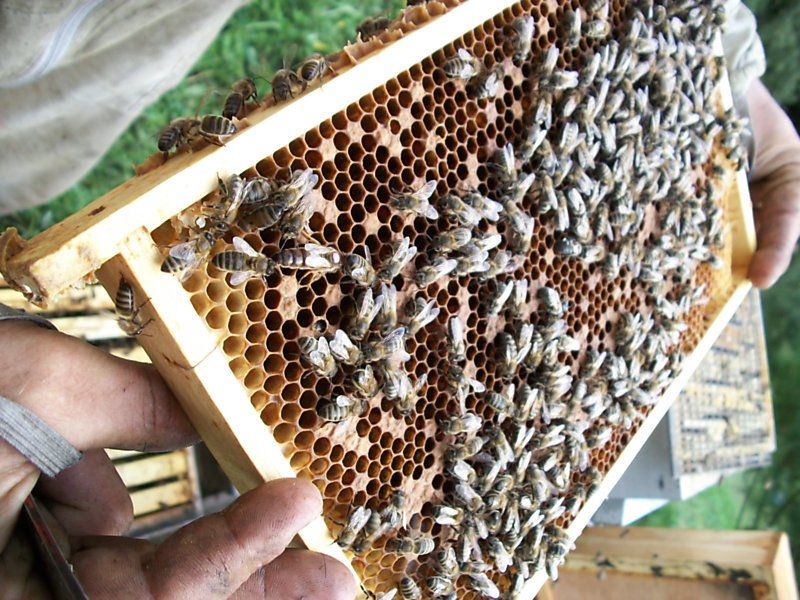 La ruche Millepertuis androseme